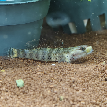 Rhinogobius "red pretty lips"