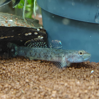 Rhinogobius "red pretty lips"