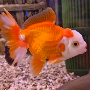 carrasius auratus (rosetail rood/wit)