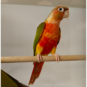 pyrrhura