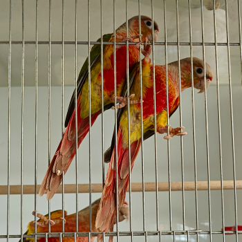 pyrrhura