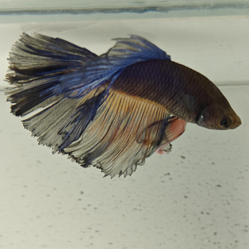 betta splendens man