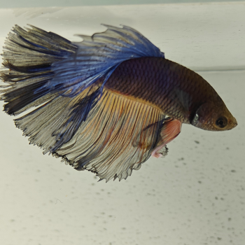 betta splendens man