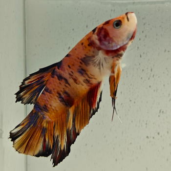 betta splendens man