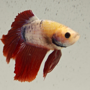 betta splendens man
