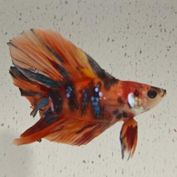 betta splendens man