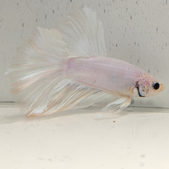 betta splendens man