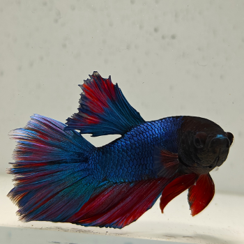 betta splendens man