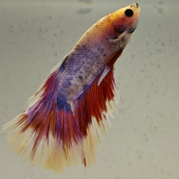 betta splendens man