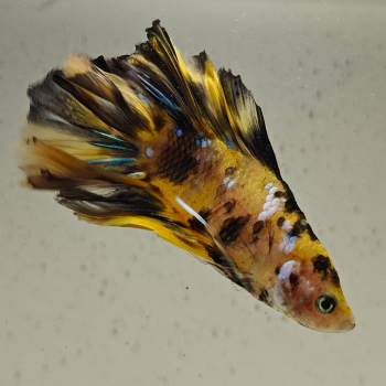 betta splendens man