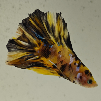 betta splendens man