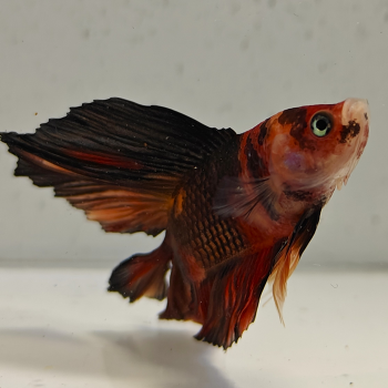 betta splendens man