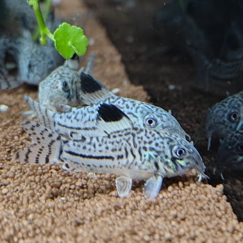 Corydoras julii