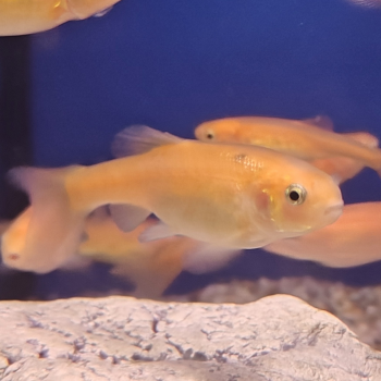 Pimephales promelas