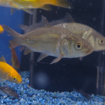 Cyprinus carpio