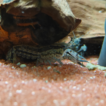 Cambarellus shuffeldti