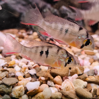 Microgeophagus altispinosa