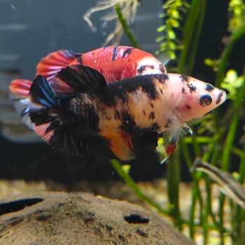 Betta splendens (vrouw) LT koi