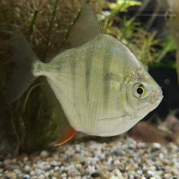 Metynnis fasciatus