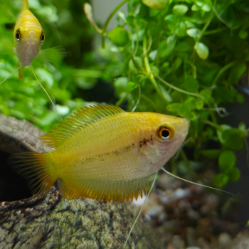 Colisa chuna