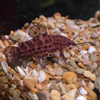 Hoplosternum thoracatum