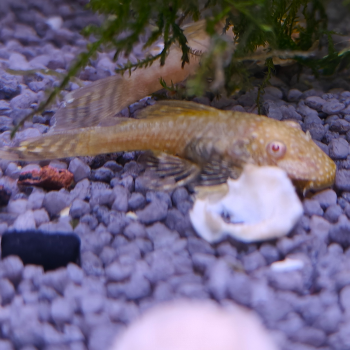 Ancistrus cf. cirrhosus (goud)