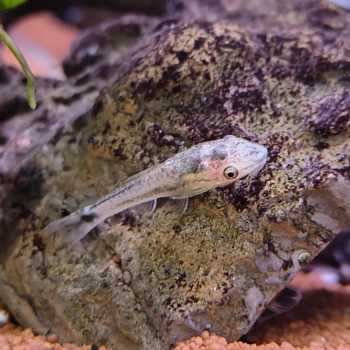Otocinclus Vestitus