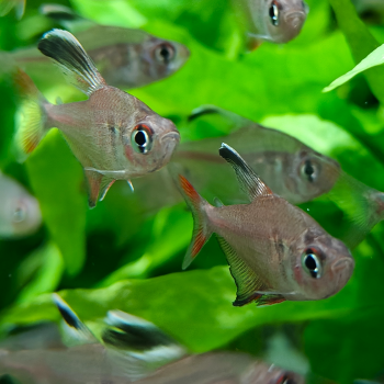 Hyphessobrycon robertsi 