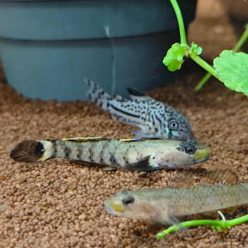 Rhinogobius "red pretty lips"