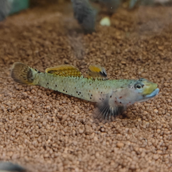 Rhinogobius "red pretty lips"