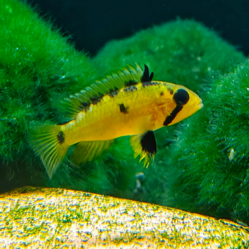 Apistogramma atahualpa