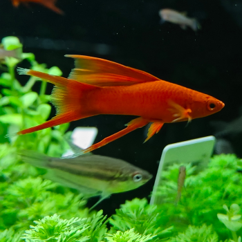 Xiphophorus helleri (Rood Hoogvin)