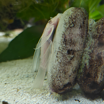 Ancistrus cf. cirrhosus (snowwhite longfin)