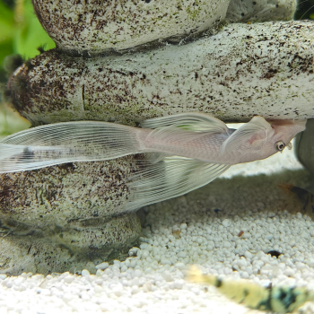 Ancistrus cf. cirrhosus (snowwhite longfin)