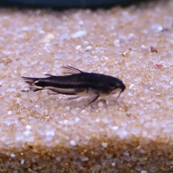 Corydoras pygmaeus (zwart)