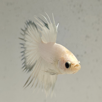 betta splendens man