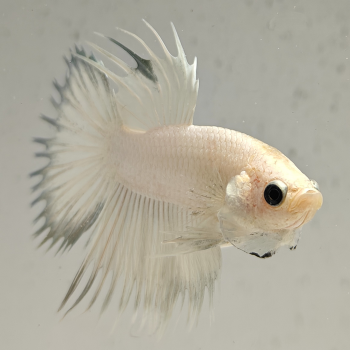betta splendens man