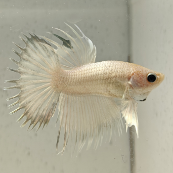 betta splendens man
