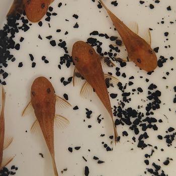 Ancistrus cf. cirrhosus rood