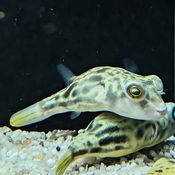 Tetraodon pustulatus