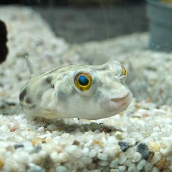 Tetraodon pustulatus