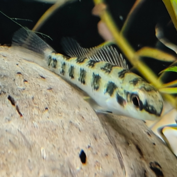 Dicrossus filamentosa