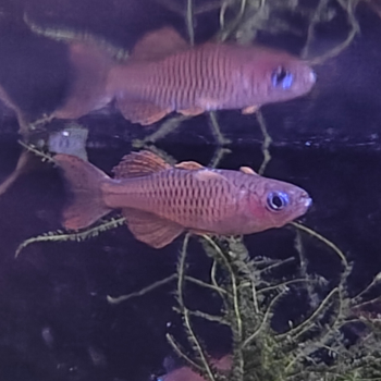 Pseudomugil paskai