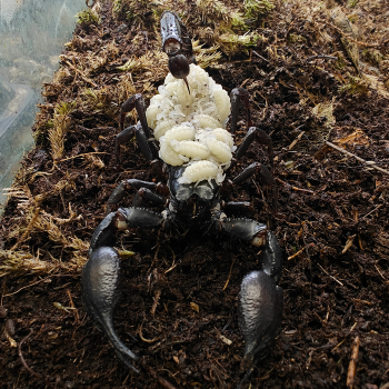 Heterometrus cyaneus