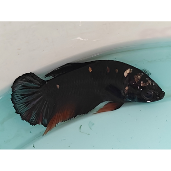 Betta splendens (vrouw) avatar copper