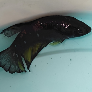 Betta splendens (vrouw) avatar copper