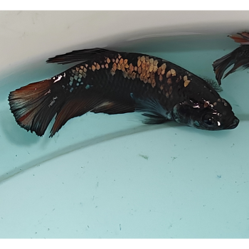 Betta splendens (vrouw) avatar copper