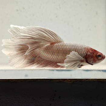 betta splendens man
