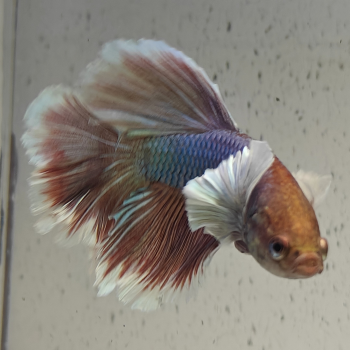 betta splendens man