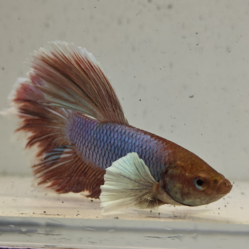 betta splendens man